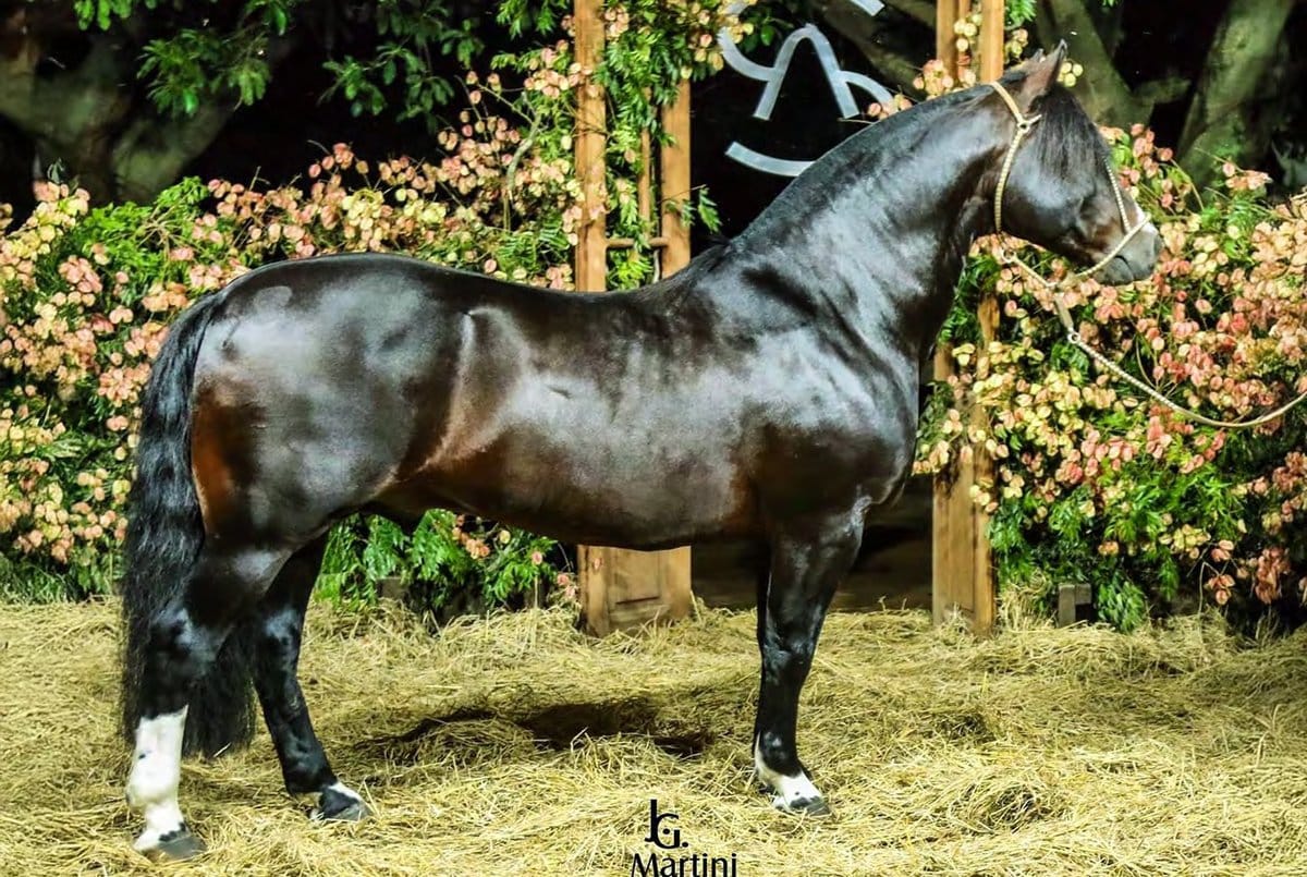 As Malke Sedutor-Te, garanhão Crioulo colorada requeimada
