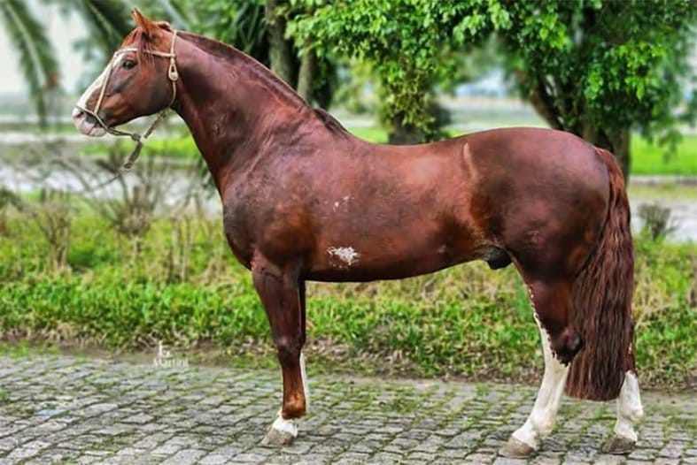 Dejanira Tupambaé, filha de Sedutor Tupambaé