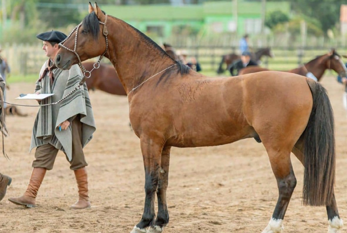 Gap Orgulho, garanhão Crioulo gateada