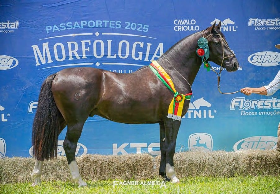 Jaguar da Gap São Pedro — morfologia Bocal de Ouro 2025