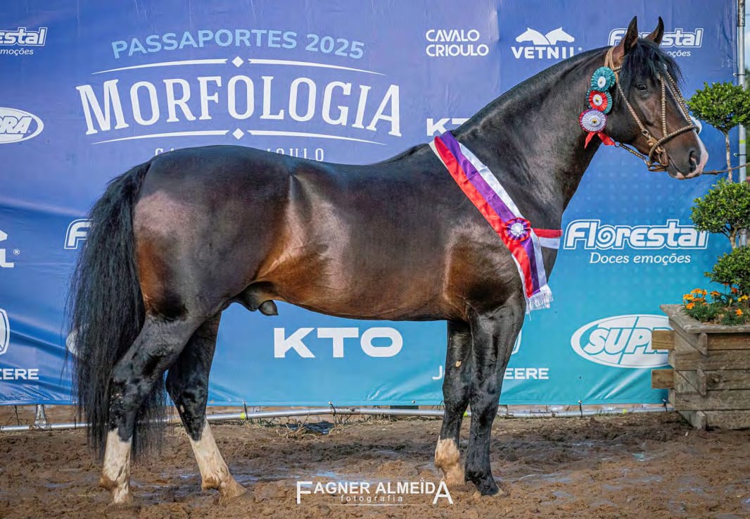 Estancieiro do Ereporã, filho de Jalisco da Gap São Pedro