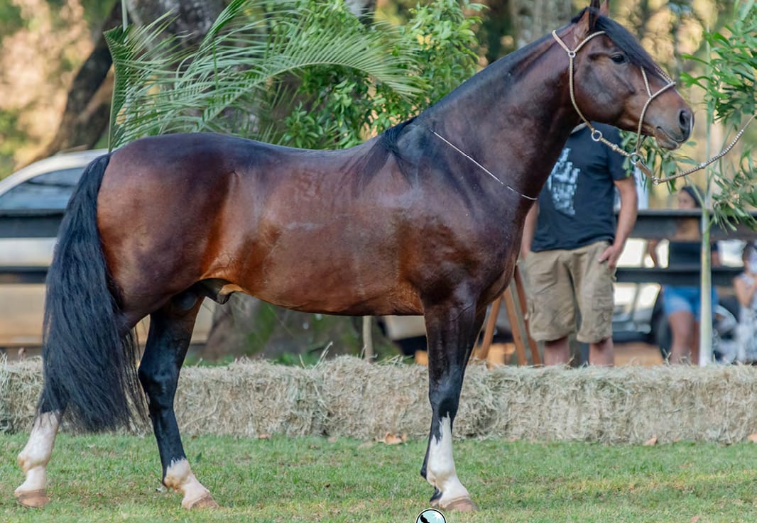 Palo Alto da Quinta, filho de Jalisco da Gap São Pedro