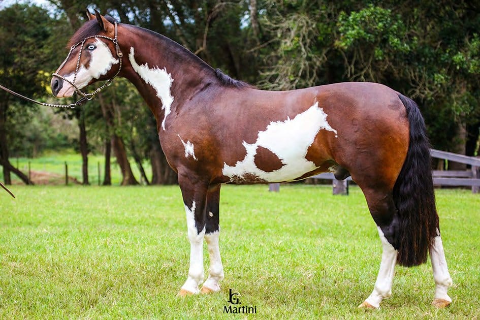 Lem Outro Naipe, garanhão Crioulo oveira colorada salgo