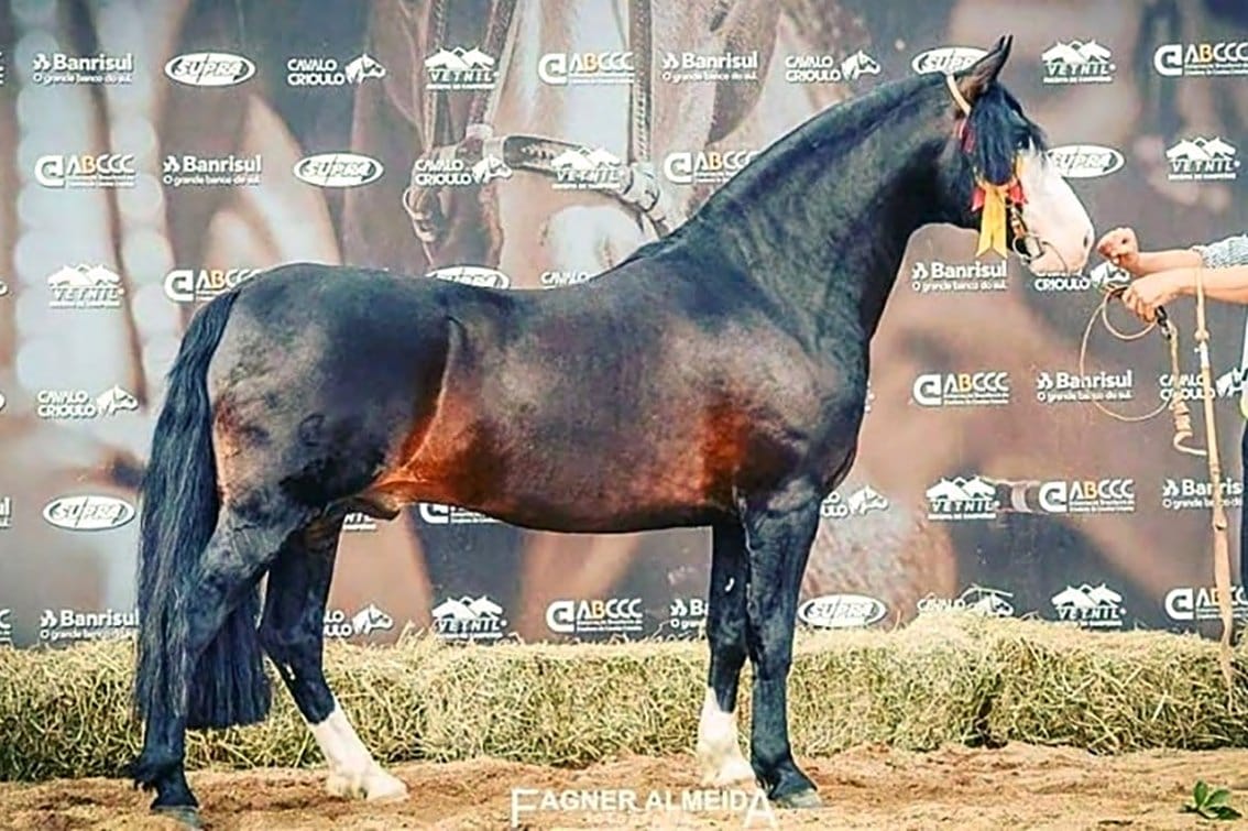 Marconi Concha y Toro, garanhão Crioulo zaina colorada