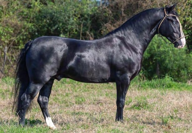 Monarca da Bela Esperança — JA Impulso × Jóia Rara