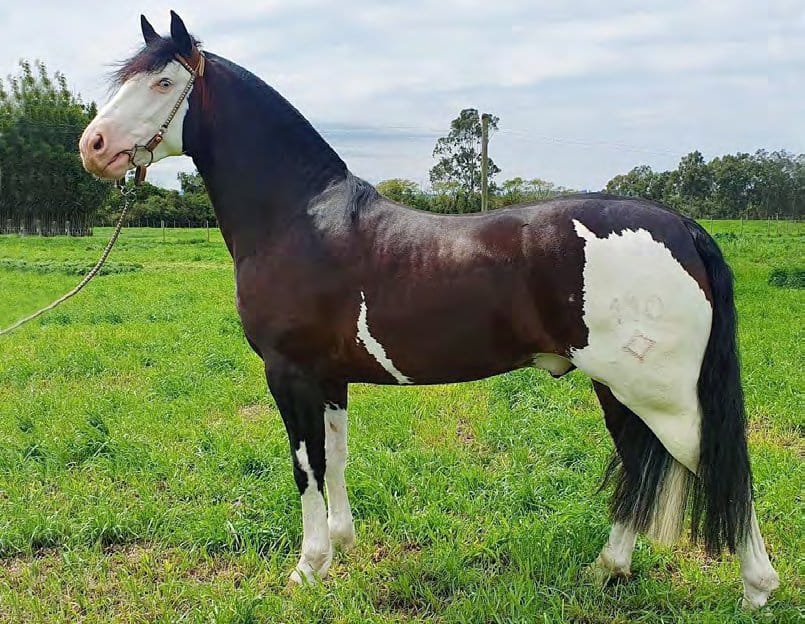 Monarca da Bela Esperança, garanhão Crioulo oveira zaina colorada