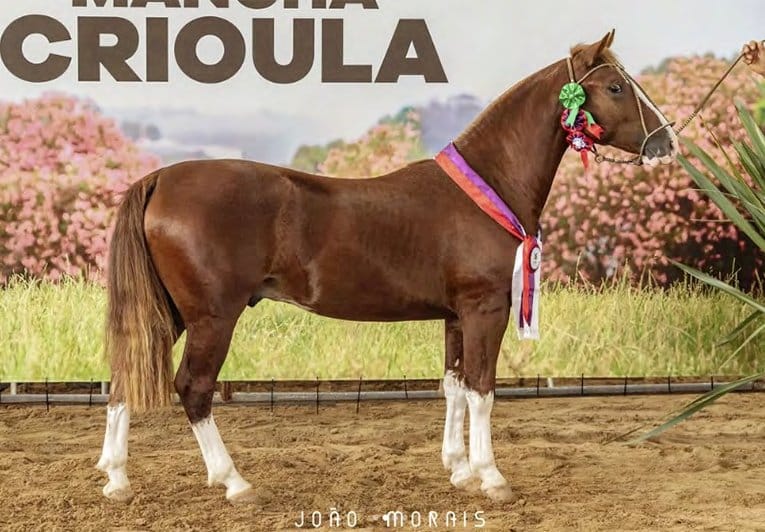 Romanee Conti da Elite Crioula, filho de Quebranto do Rio das Pedras