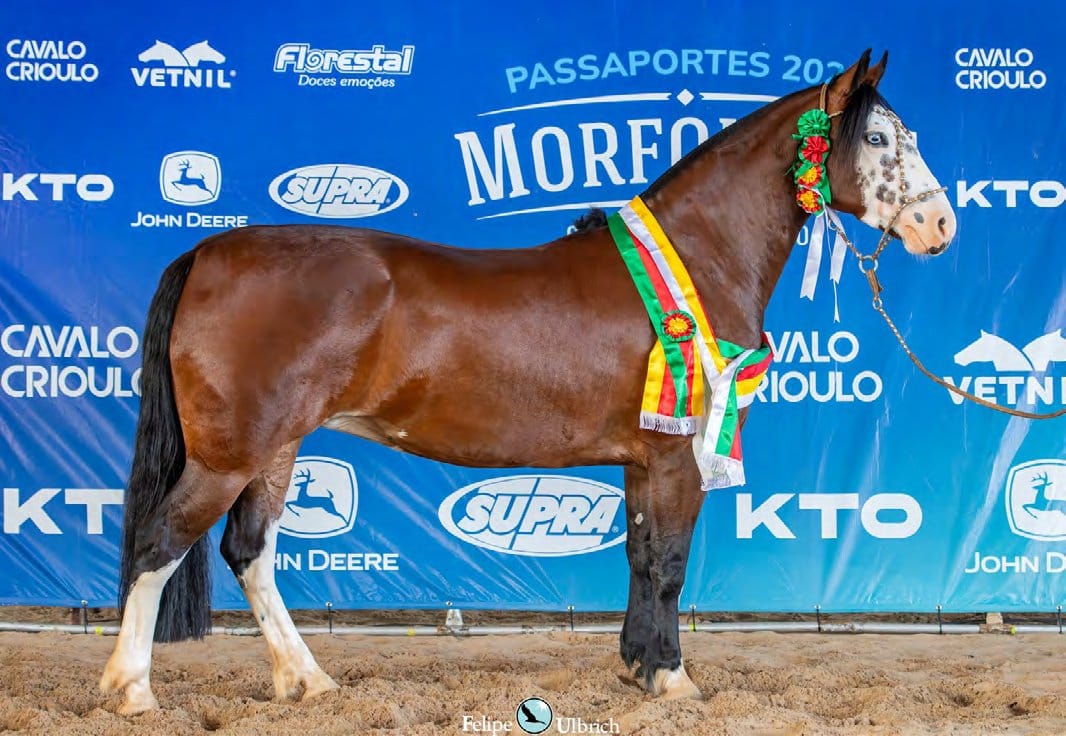 Legado da Pátria Crioula, filho de Xeque Mate da Boa Vista