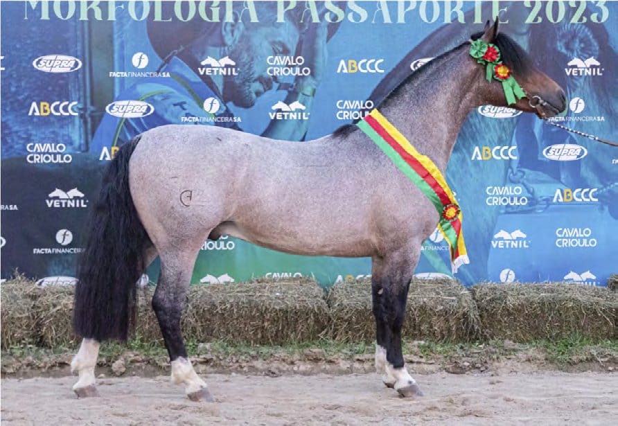 Zamora Ferro e Fogo — Grande Campeão Passaporte