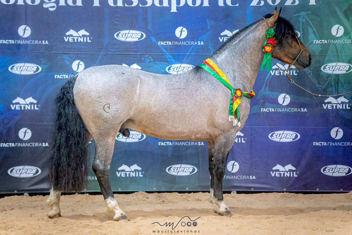 Zamora Ferro e Fogo, garanhão Crioulo rosilha colorada