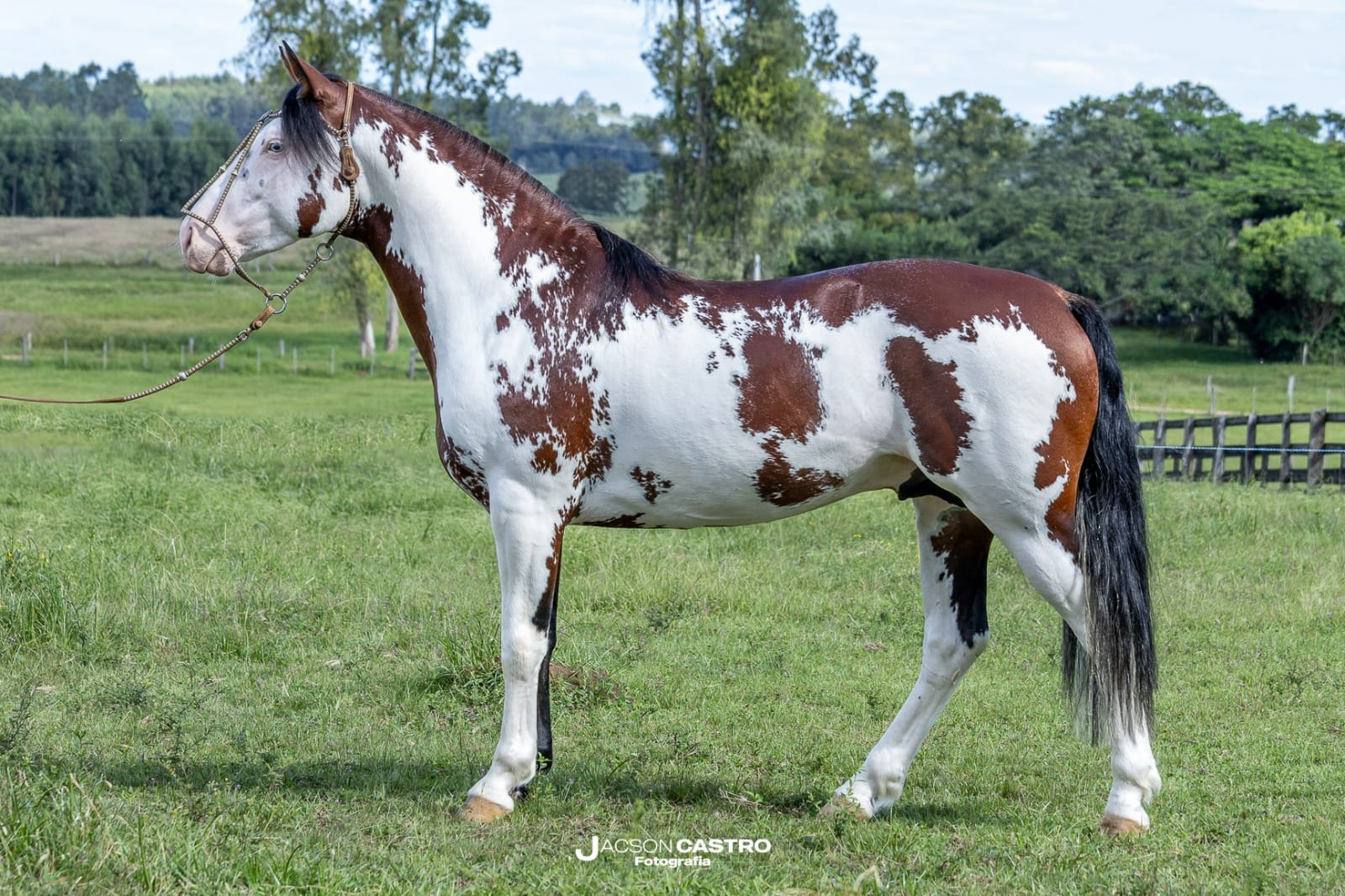 Taycan - oveiro colorado salgo